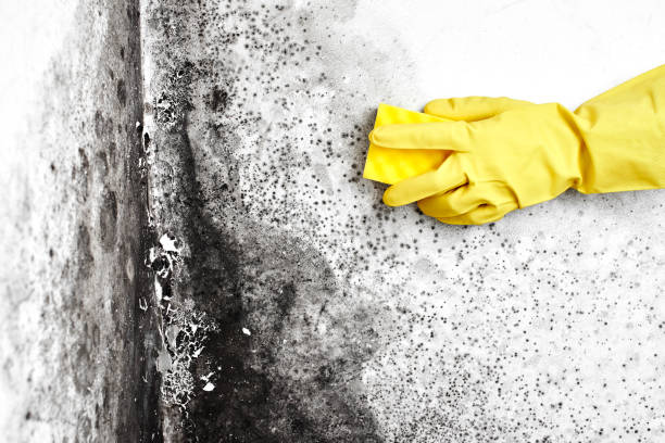 Best Mold Cleaning Services  in Woodsville, NH