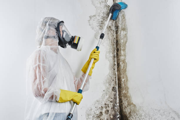 Best Affordable Mold Removal  in Woodsville, NH