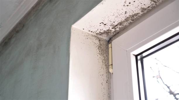Mold Removal Process in Woodsville, NH