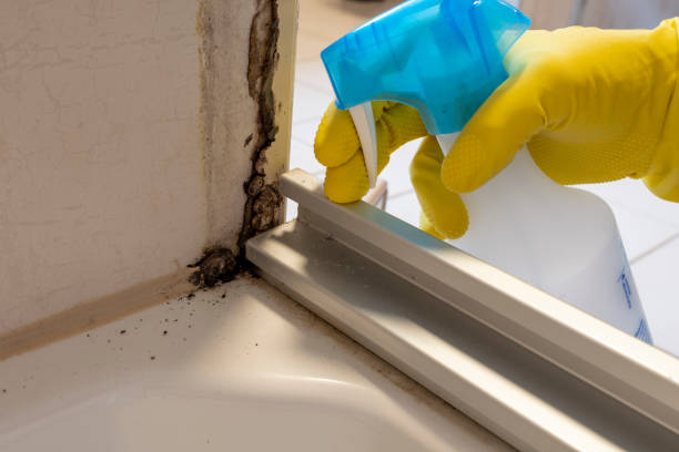 Best Mold Damage Repair  in Woodsville, NH
