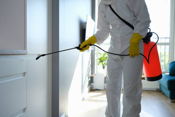 Best Affordable Mold Removal  in Woodsville, NH