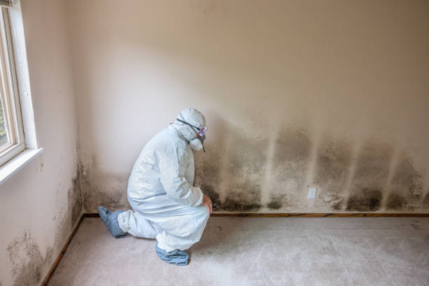 Best Mold Remediation  in Woodsville, NH