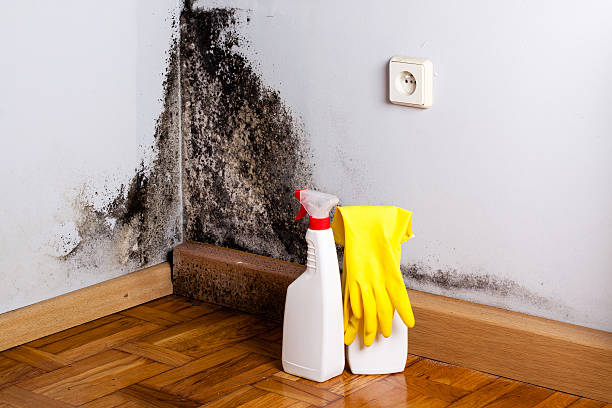 Best Commercial Mold Removal  in Woodsville, NH