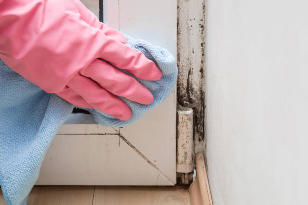 Best Professional Mold Removal  in Woodsville, NH