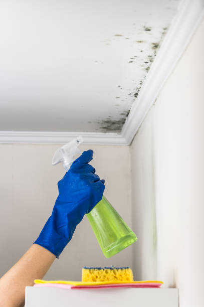 Best Crawl Space Mold Removal  in Woodsville, NH